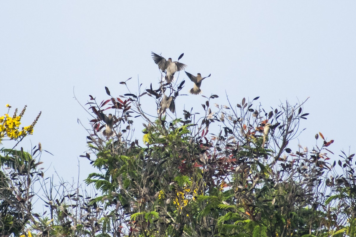 Brahminy Starling - ML642803735
