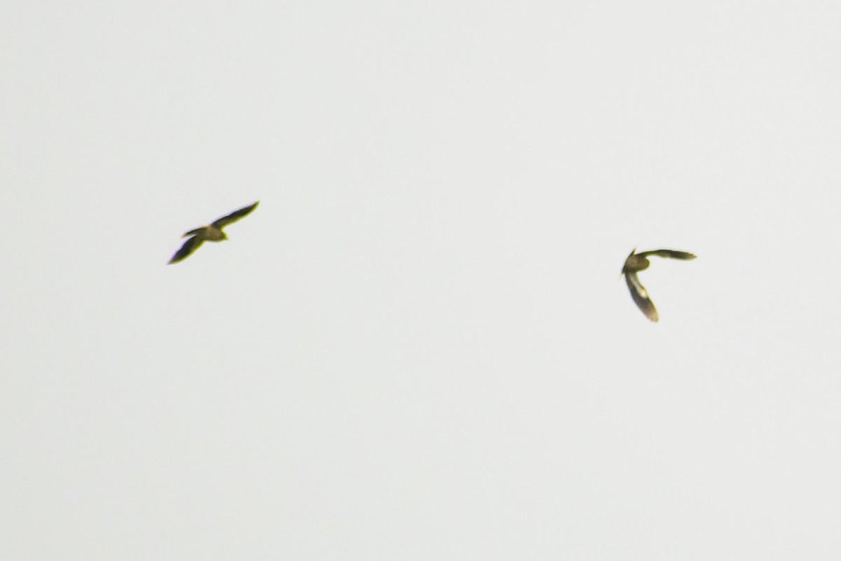 Brahminy Starling - ML642803736