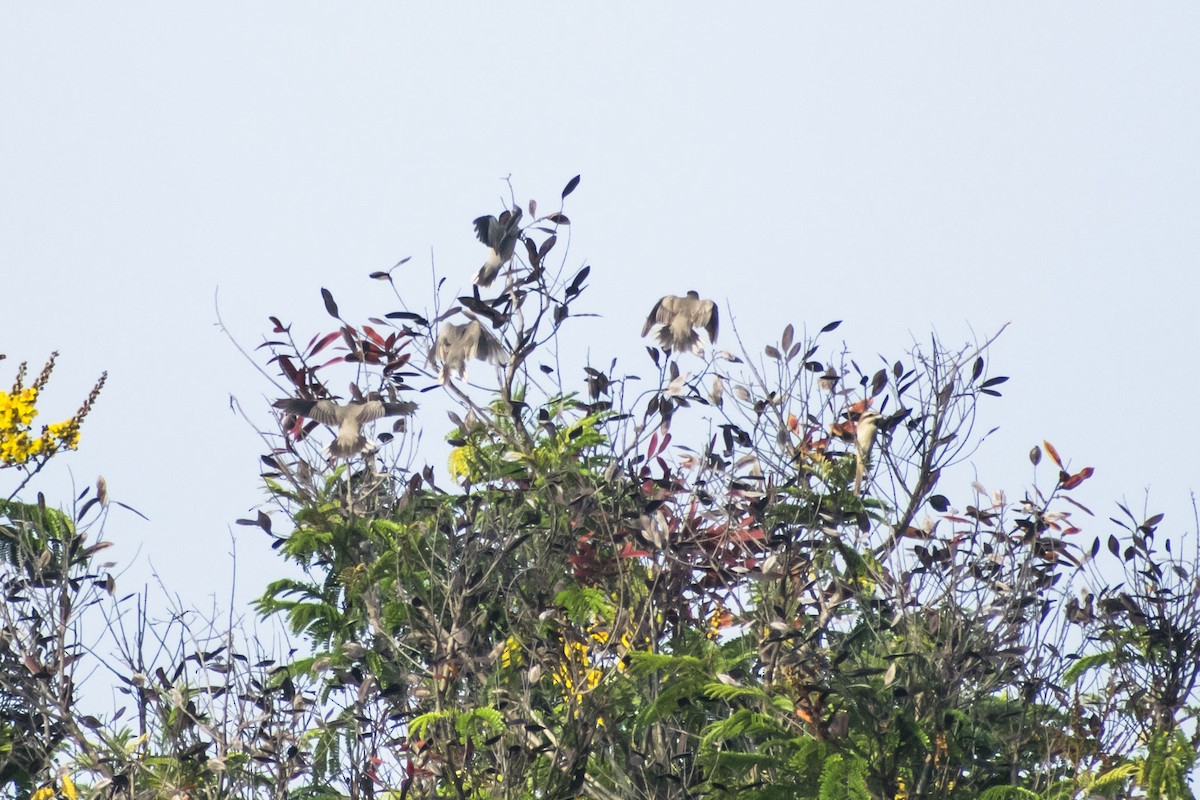 Brahminy Starling - ML642803737