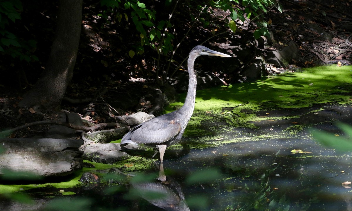 Great Blue Heron - ML642803739