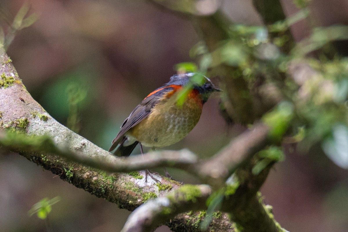Collared Bush-Robin - ML642803740