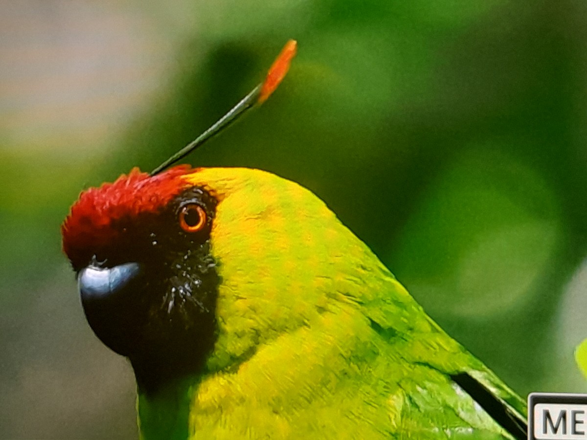 Horned Parakeet - ML642803741