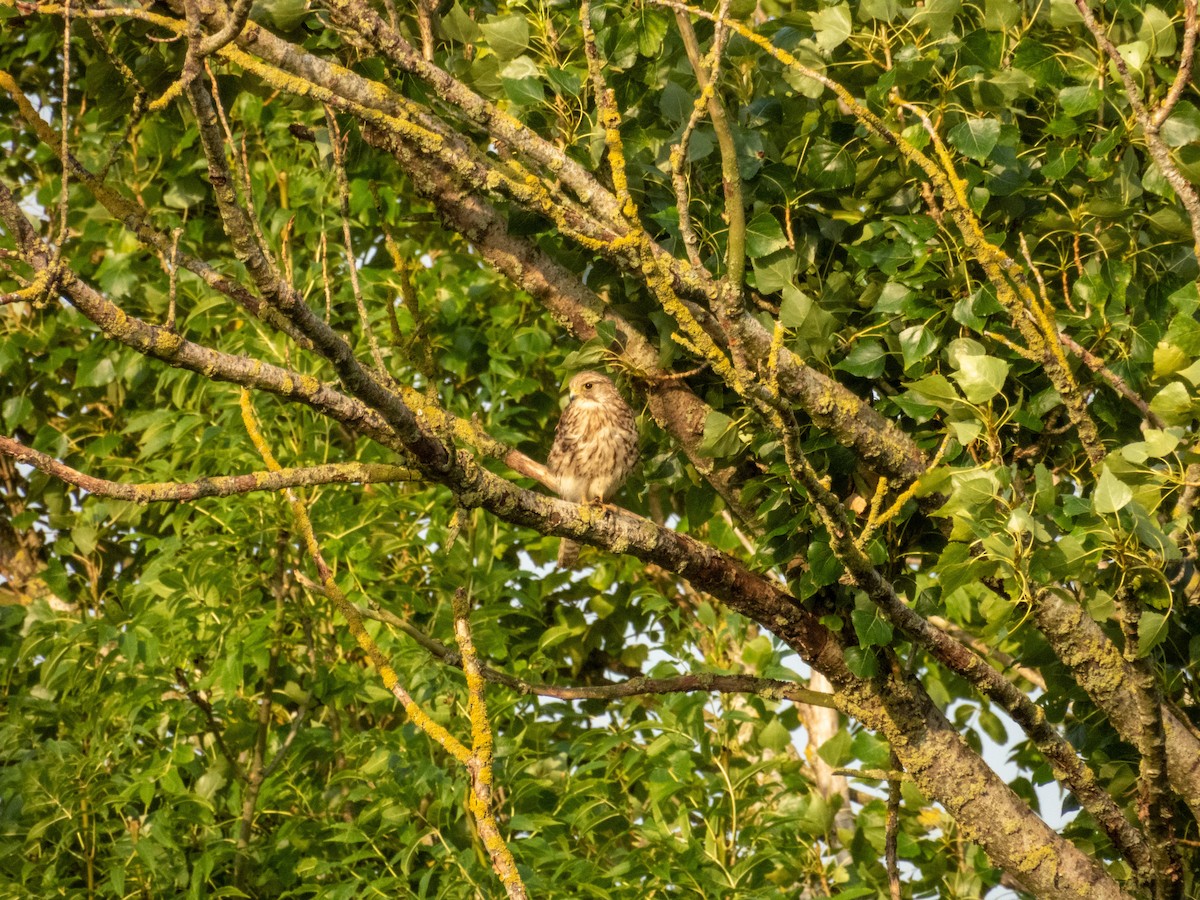 Eurasian Kestrel - ML642803743