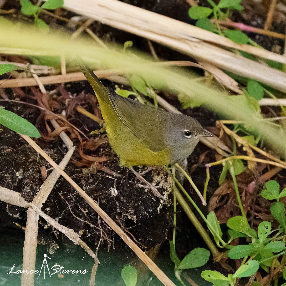 MacGillivray's Warbler - ML642803749