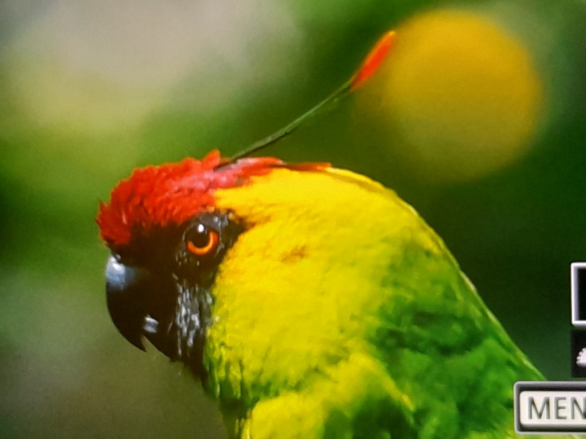 Horned Parakeet - ML642803750