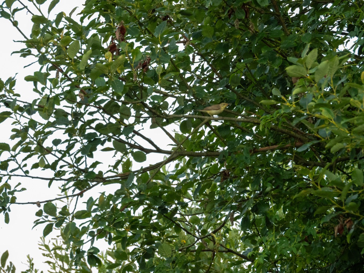 Melodious Warbler - ML642803754