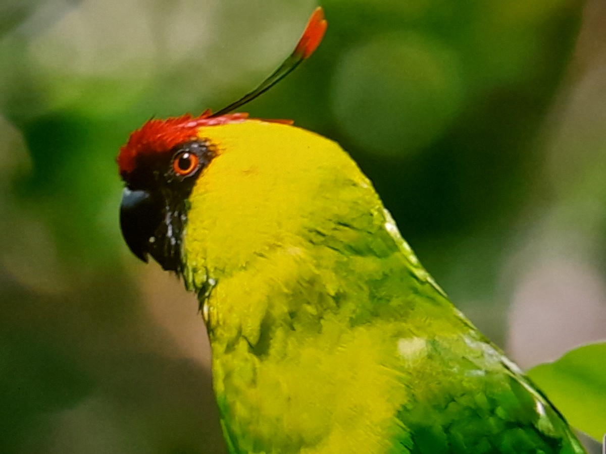 Horned Parakeet - ML642803757