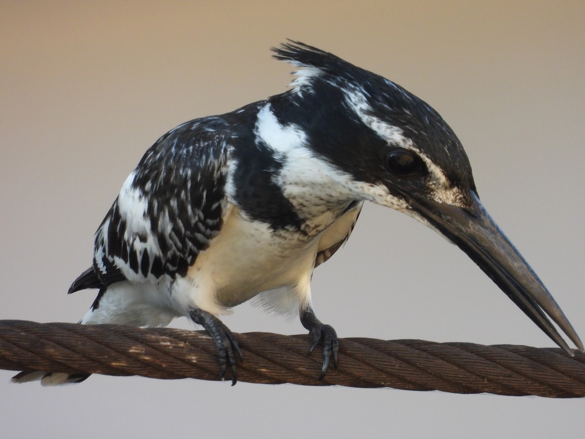 Pied Kingfisher - ML642803758