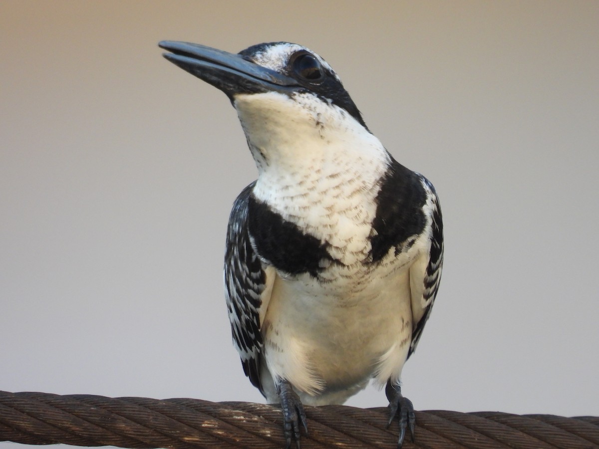 Pied Kingfisher - ML642803759