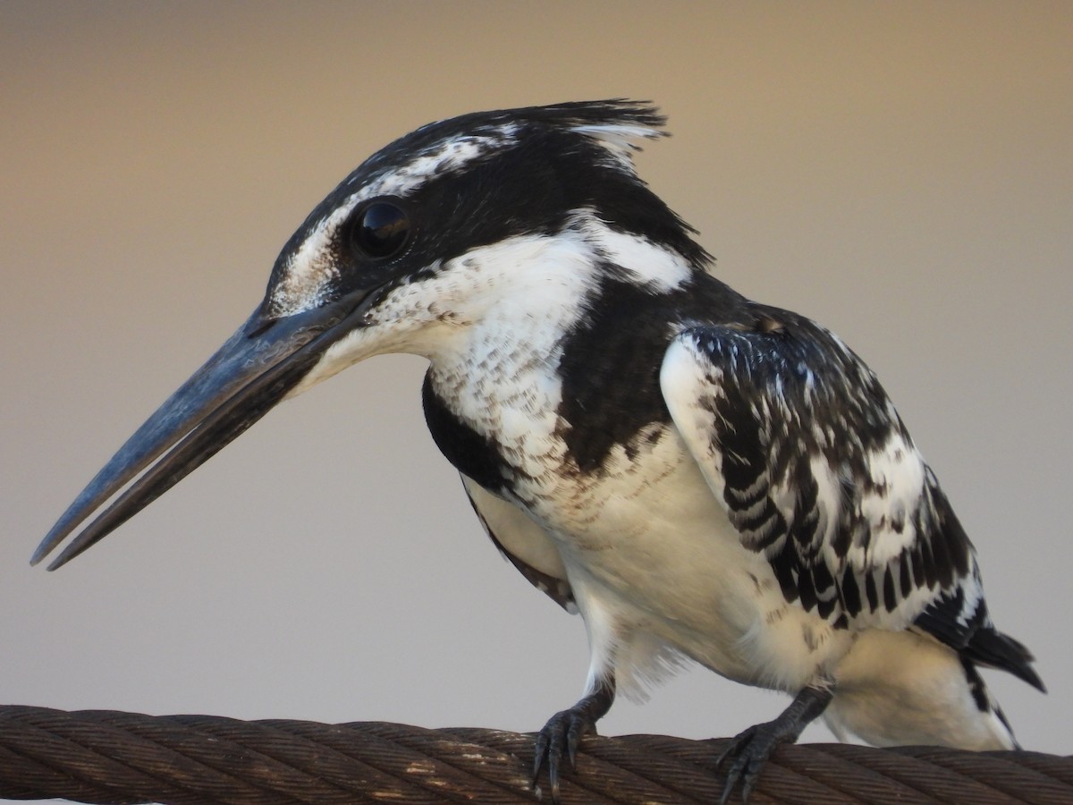 Pied Kingfisher - ML642803760