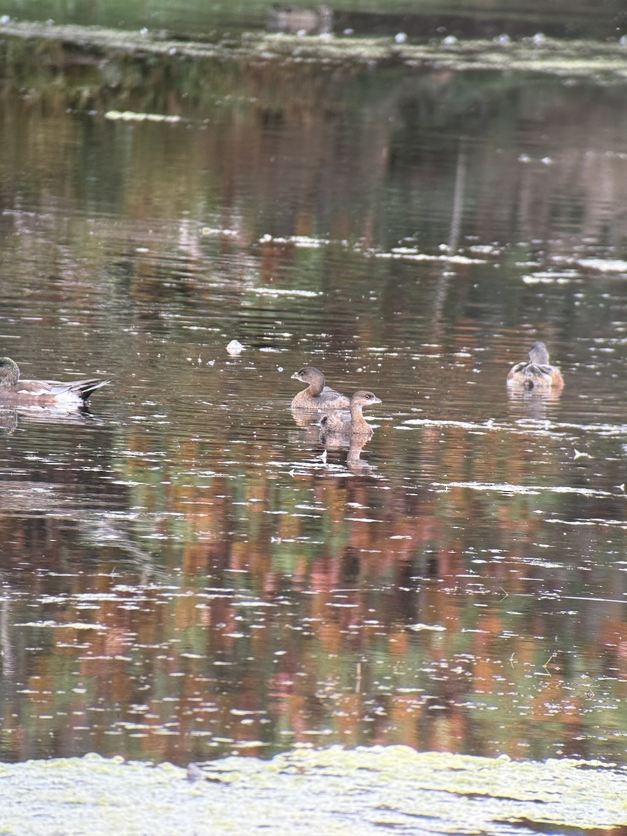 Pied-billed Grebe - ML642803762