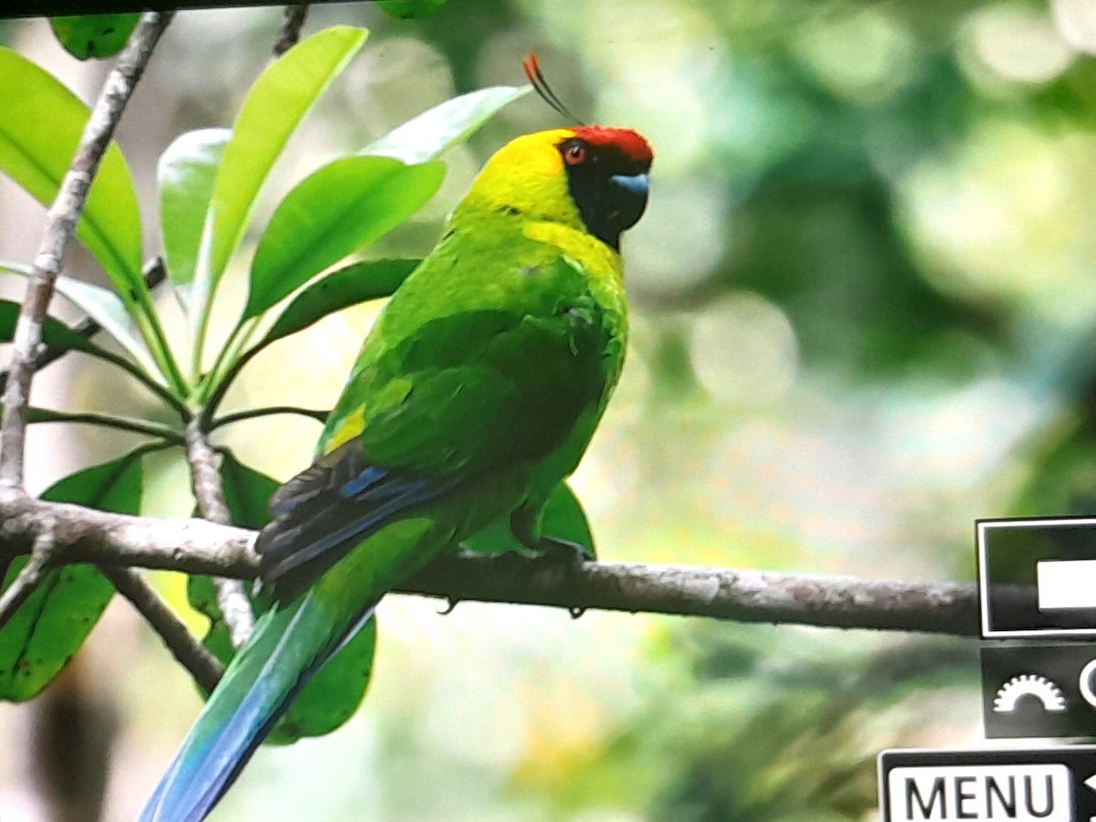 Horned Parakeet - ML642803764