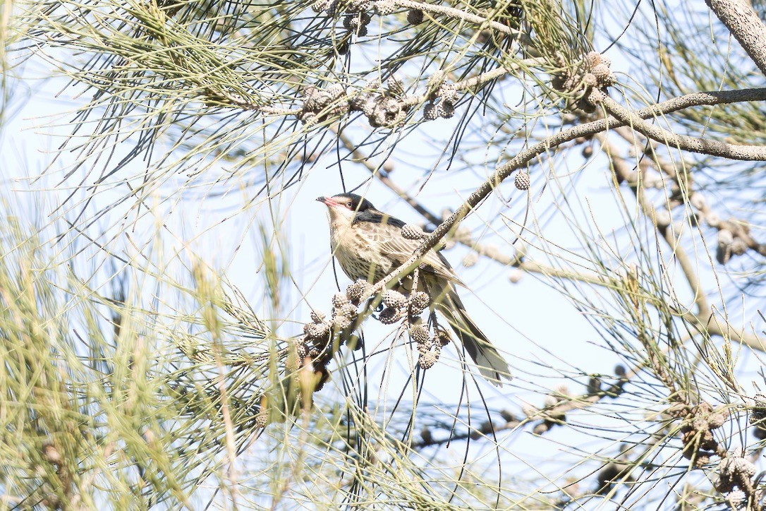 Spiny-cheeked Honeyeater - ML642803766