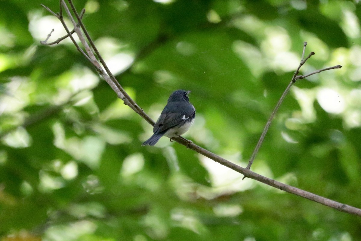 Black-throated Blue Warbler - ML642803768