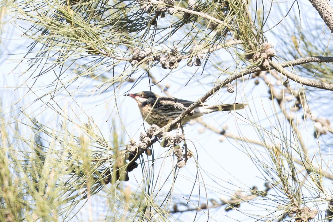 Spiny-cheeked Honeyeater - ML642803769