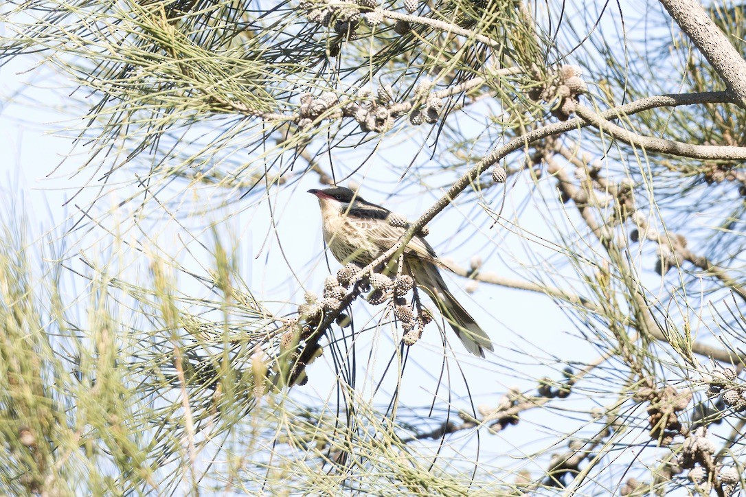 Spiny-cheeked Honeyeater - ML642803770