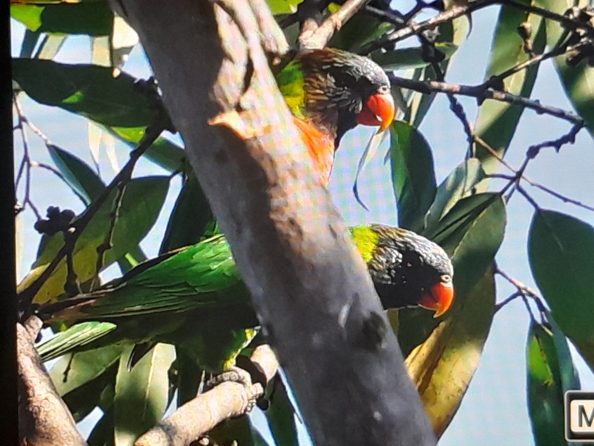 Coconut Lorikeet - ML642803771