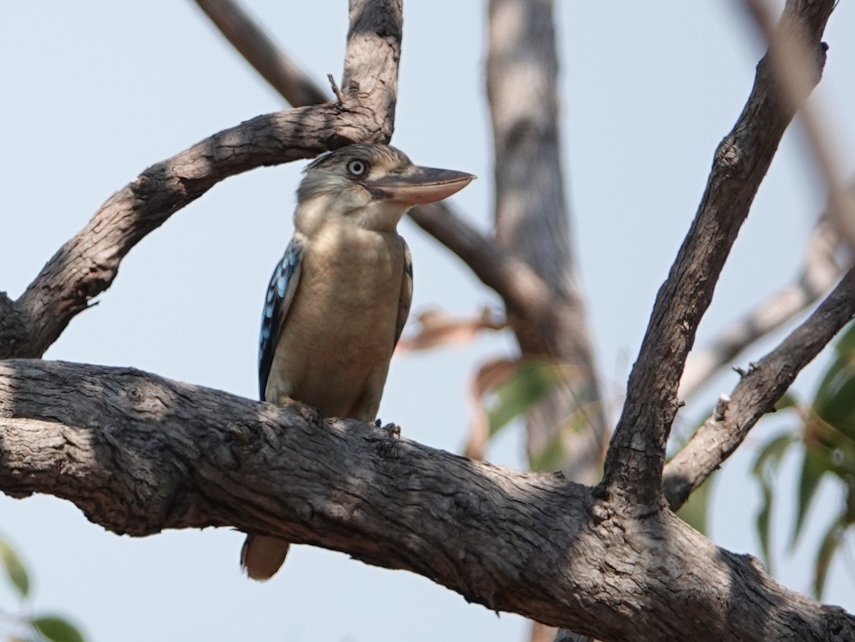 Blue-winged Kookaburra - ML642803774