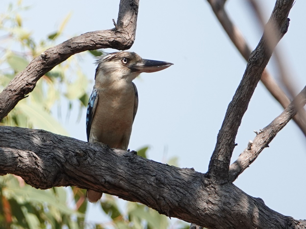 Blue-winged Kookaburra - ML642803775