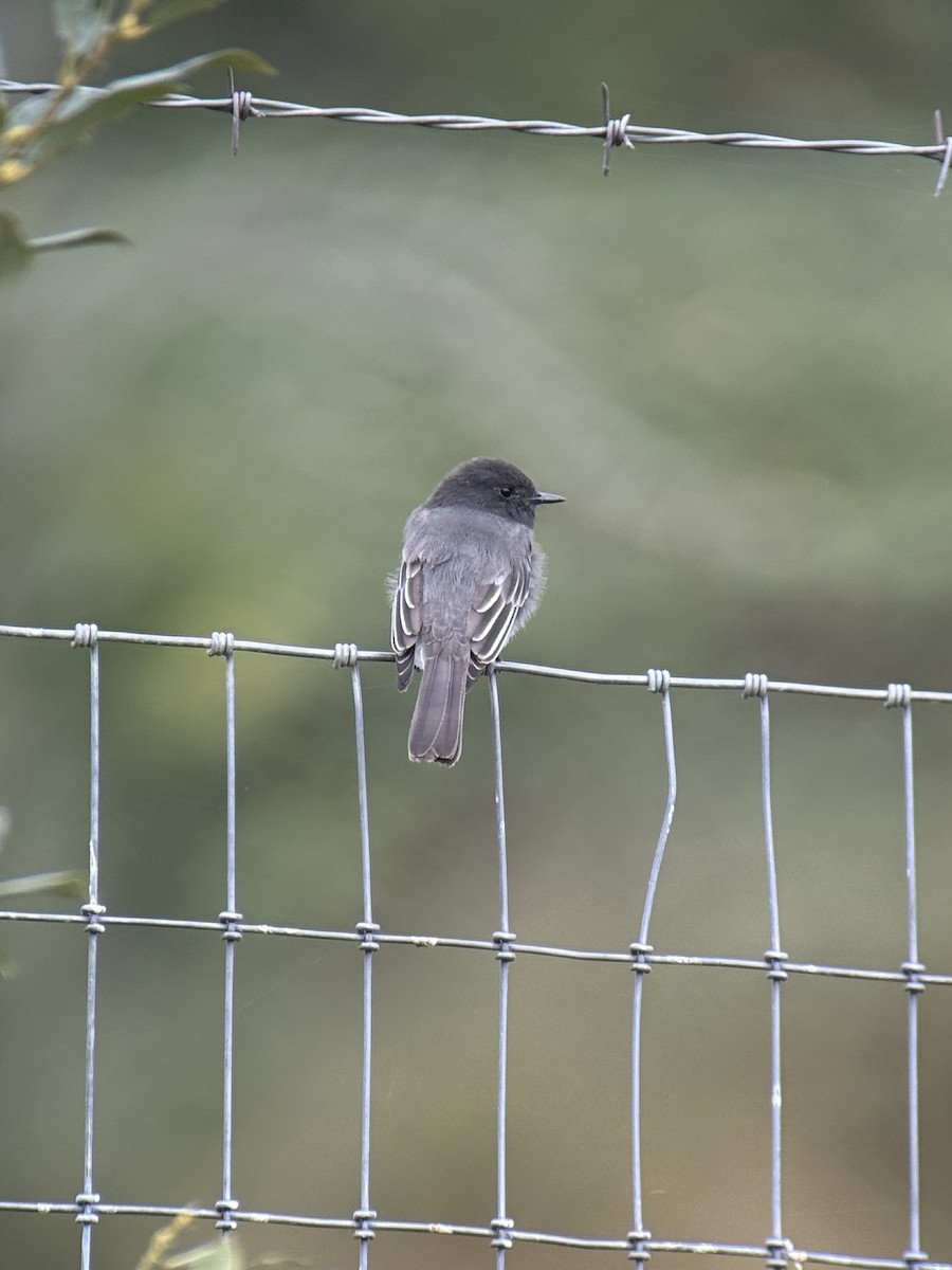 Black Phoebe - ML642803780