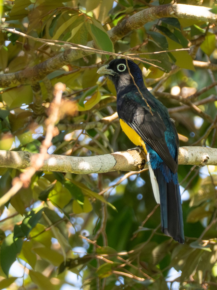 Green-backed Trogon - ML642803783