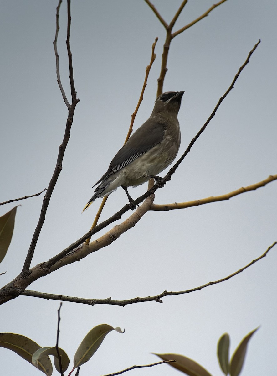 Cedar Waxwing - ML642803787