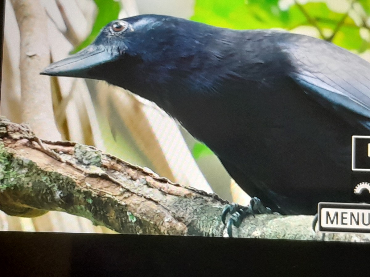 Corbeau calédonien - ML642803791