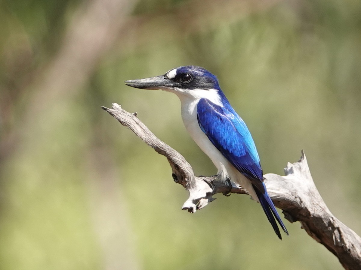 Forest Kingfisher - ML642803799