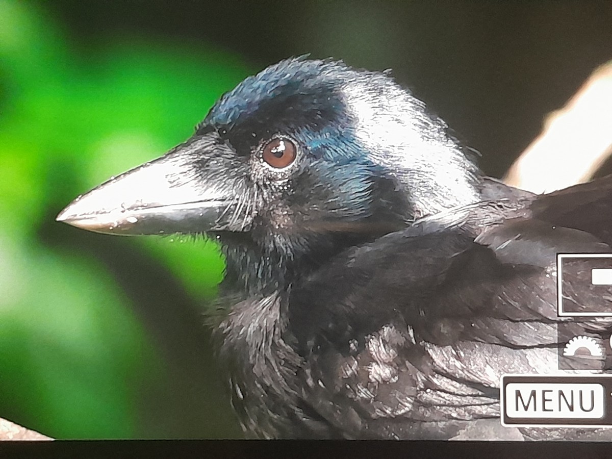 Corbeau calédonien - ML642803804