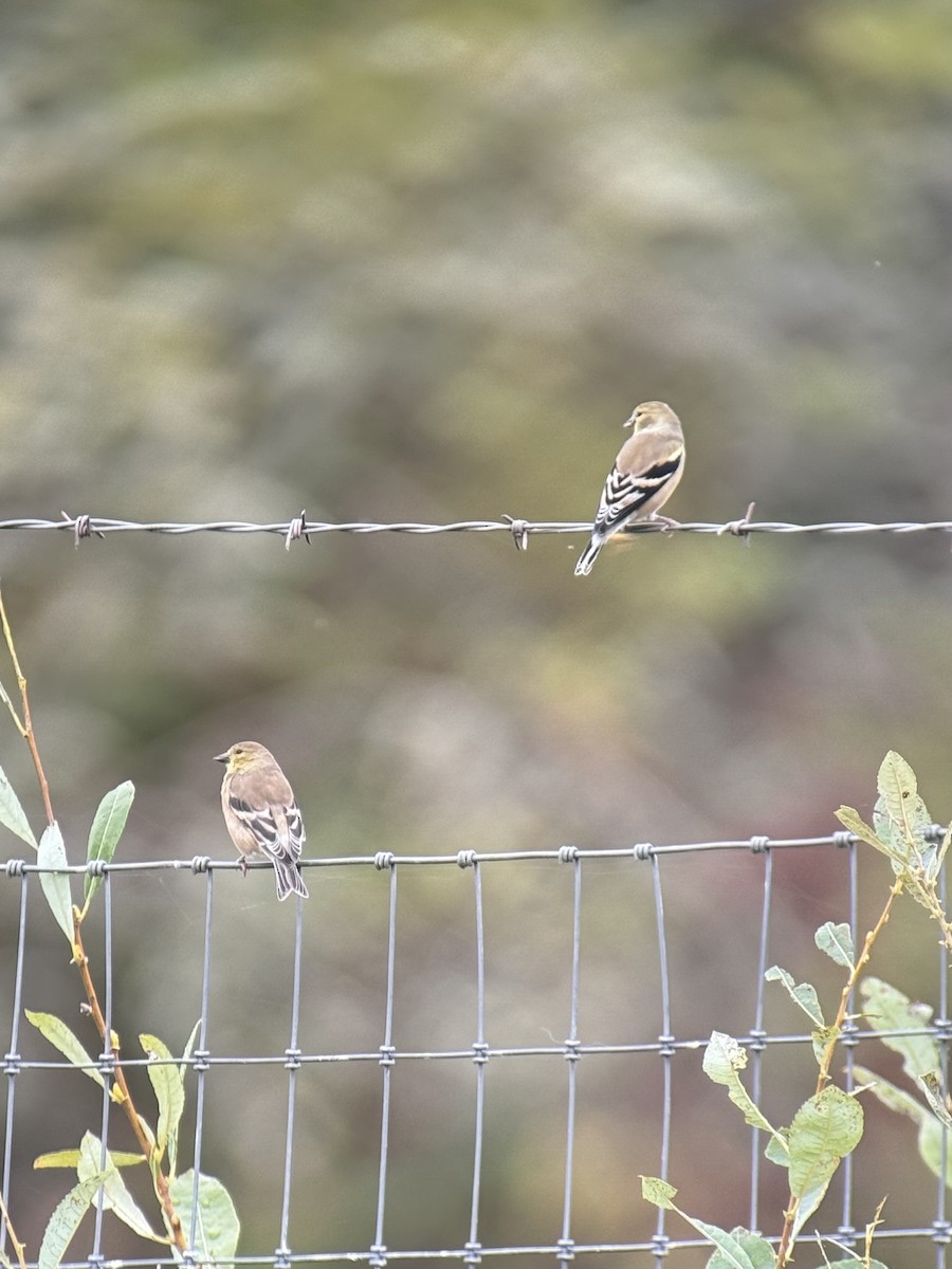 American Goldfinch - ML642803806