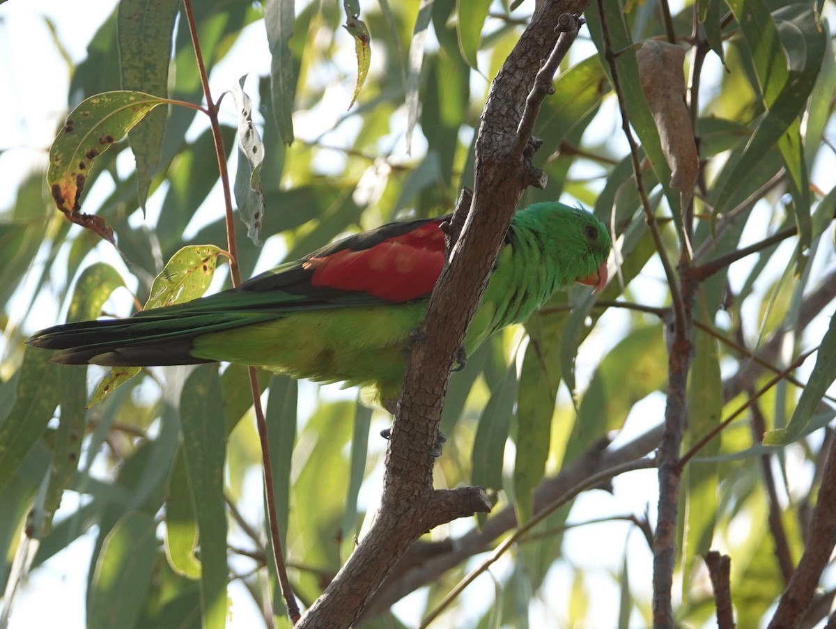 Red-winged Parrot - ML642803807