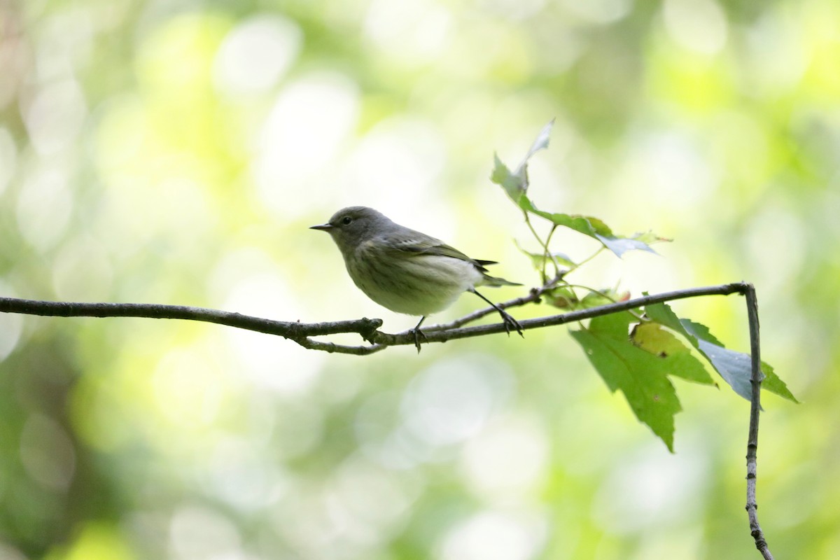 Cape May Warbler - ML642803810