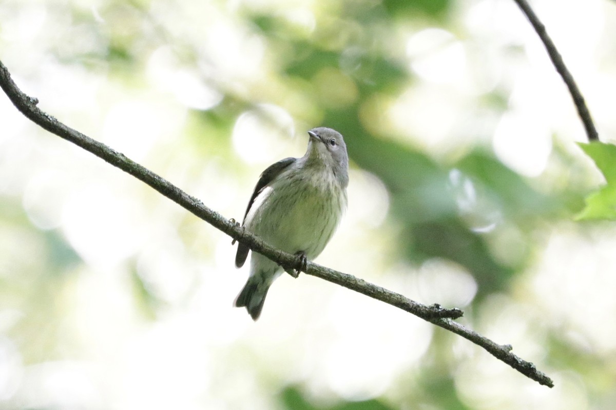 Cape May Warbler - ML642803811