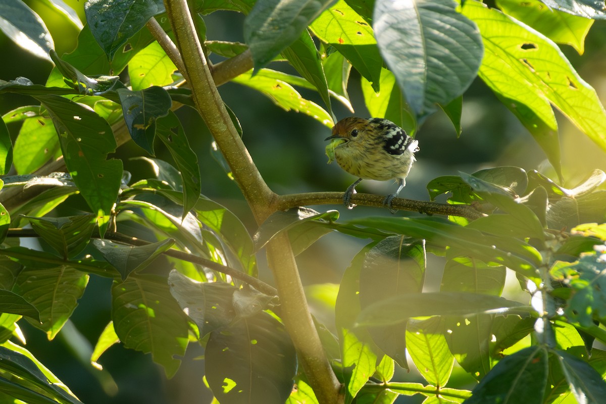 Amazonian Streaked-Antwren - ML642803812
