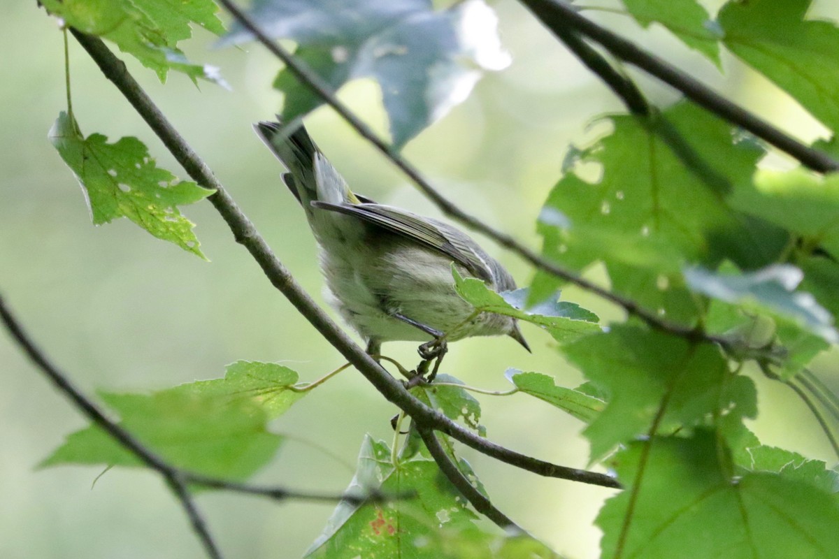 Cape May Warbler - ML642803813