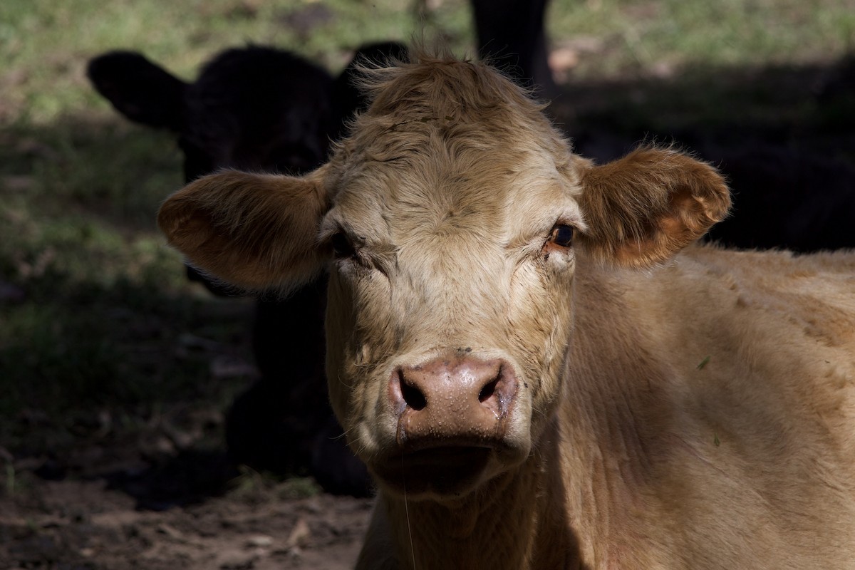 Domestic Cattle - ML642803814