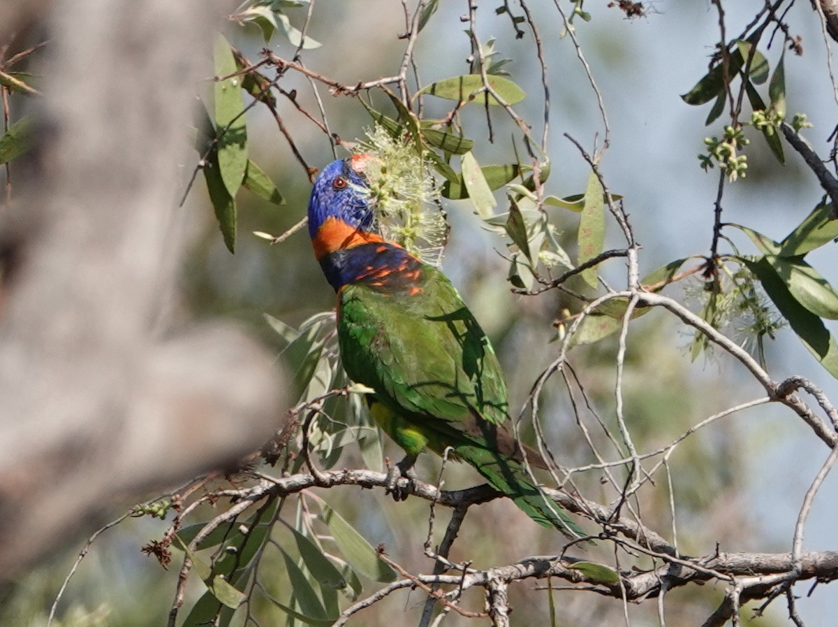 Red-collared Lorikeet - ML642803817