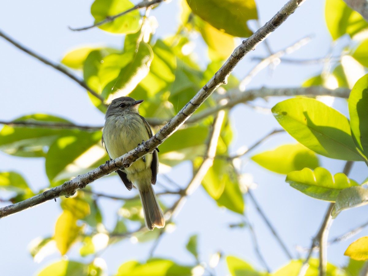 Greenish Elaenia - ML642803823
