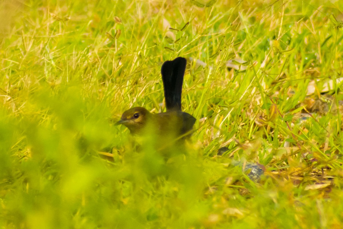 Indian Robin - ML642803824