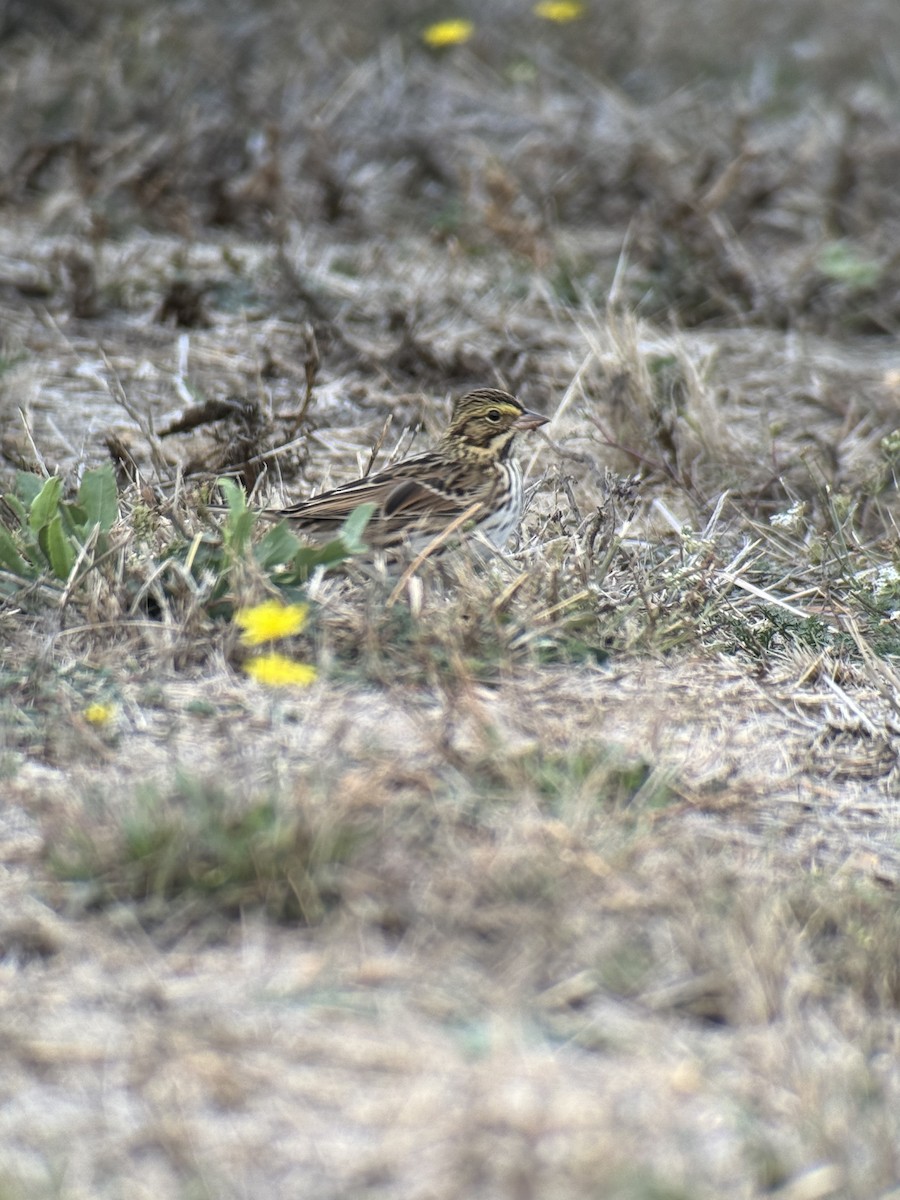 Savannah Sparrow - ML642803830