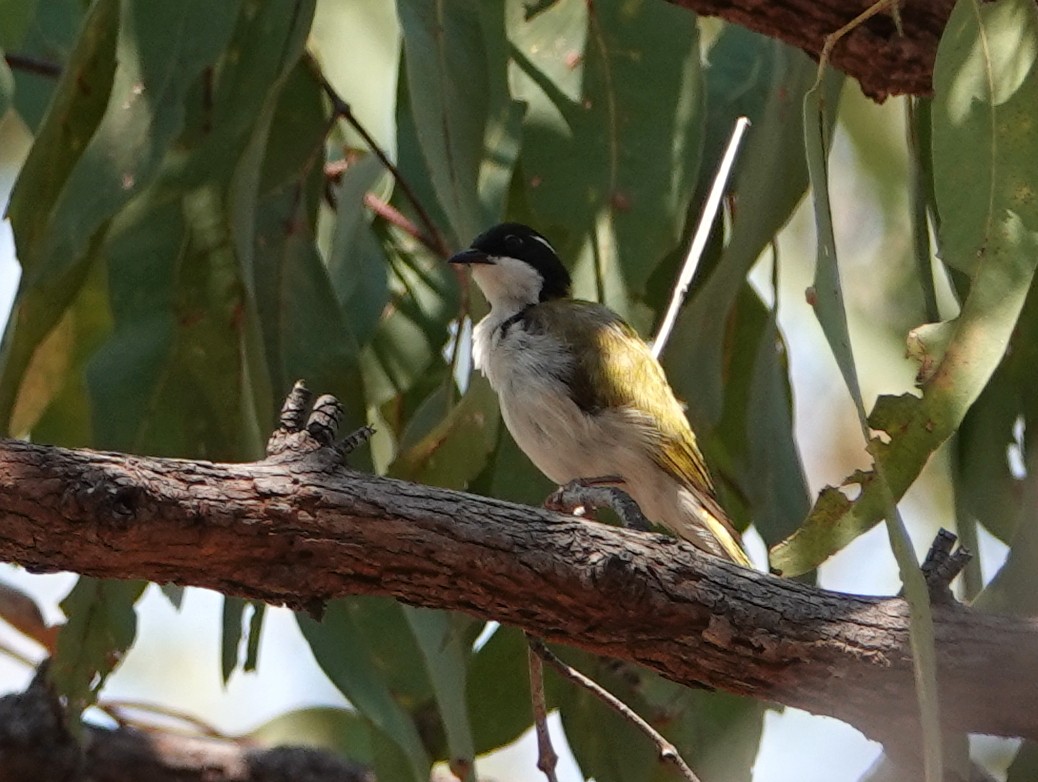 White-throated Honeyeater - ML642803834