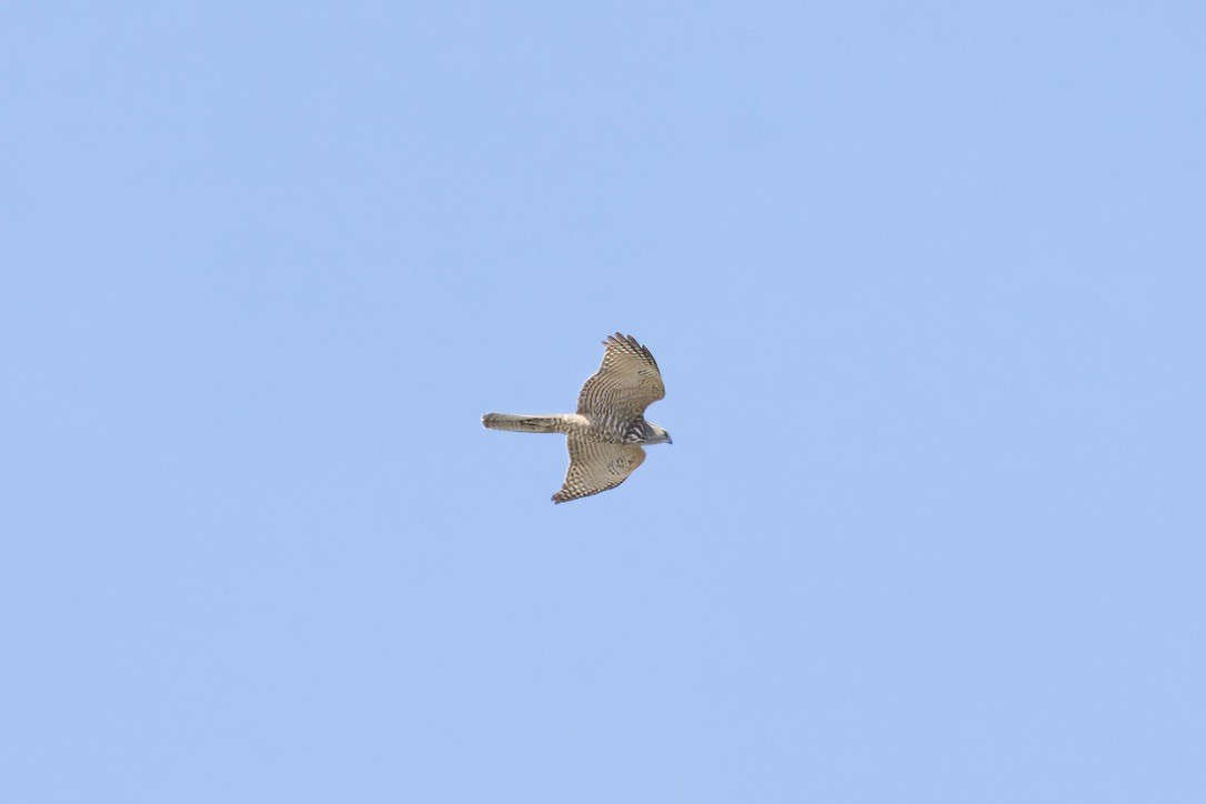 Brown Goshawk - ML642803839