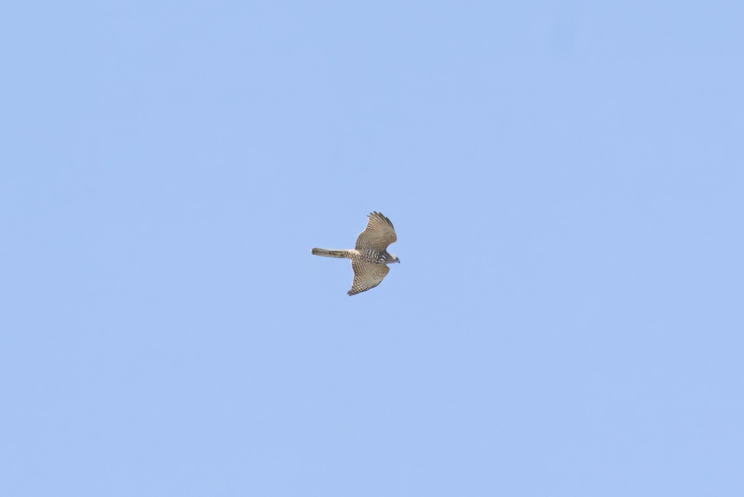 Brown Goshawk - ML642803841