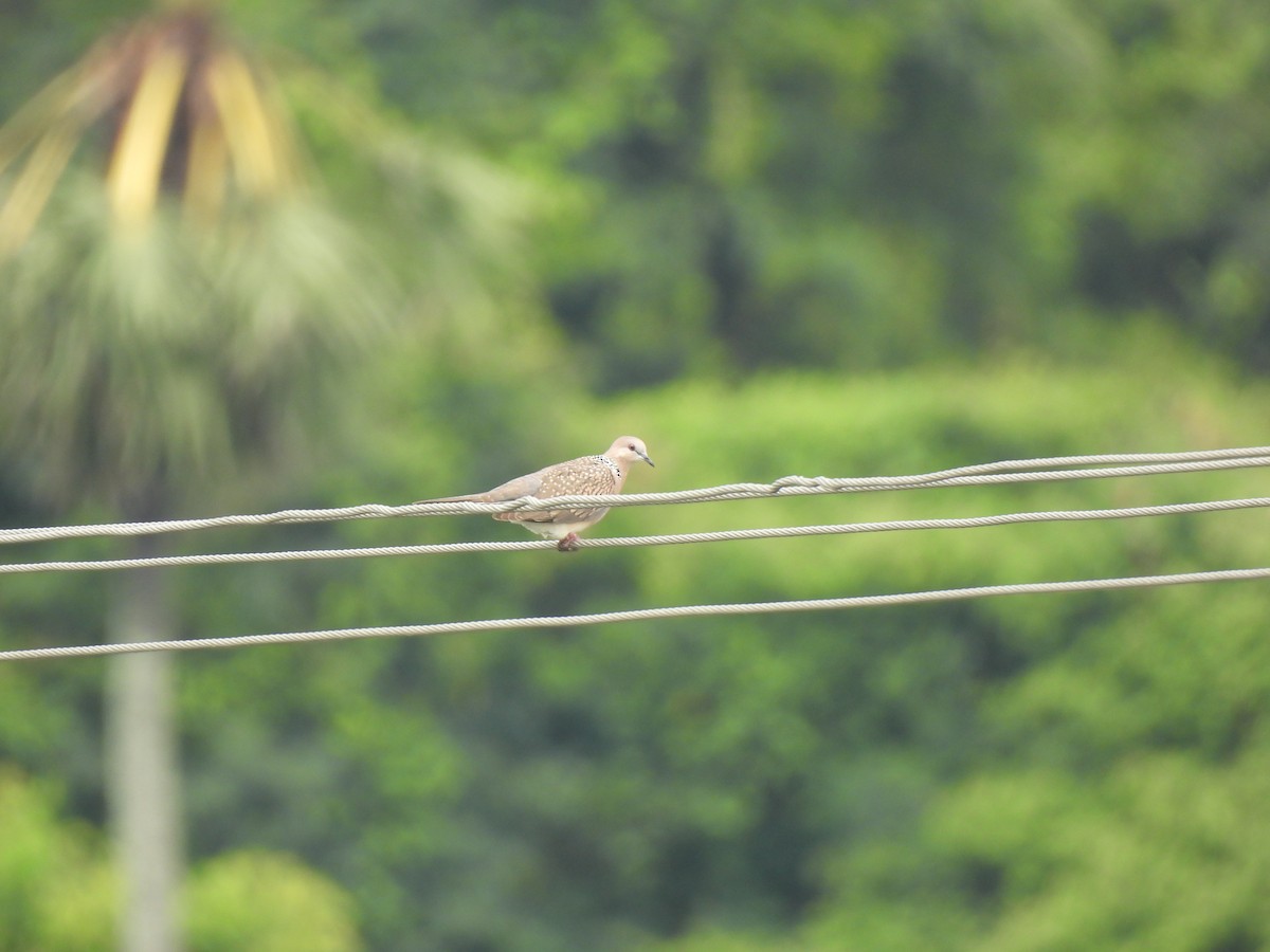 Spotted Dove - ML642803842