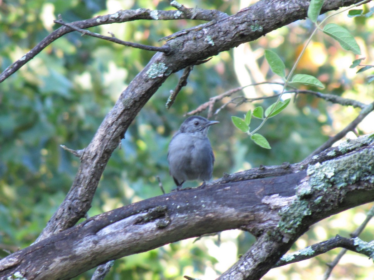 Gray Catbird - ML642803844