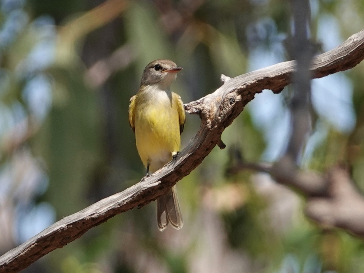 Lemon-bellied Flyrobin (Lemon-bellied) - ML642803850
