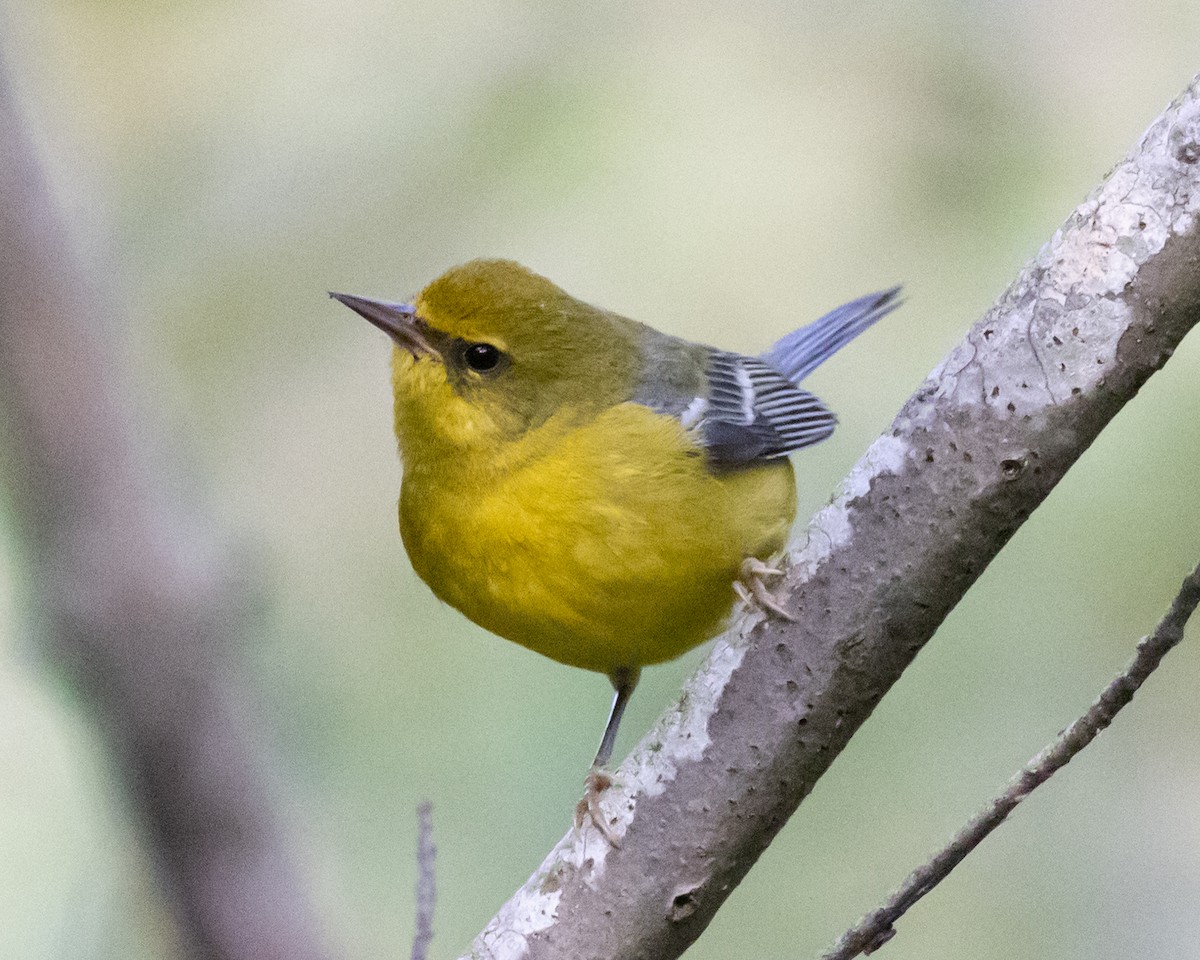 Blue-winged Warbler - ML642803853