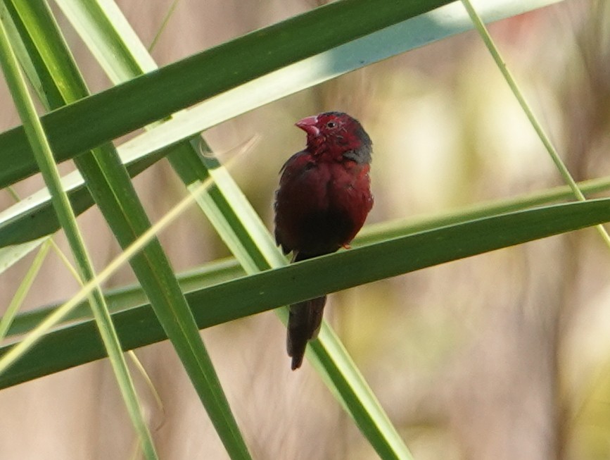 Crimson Finch (Black-bellied) - ML642803869