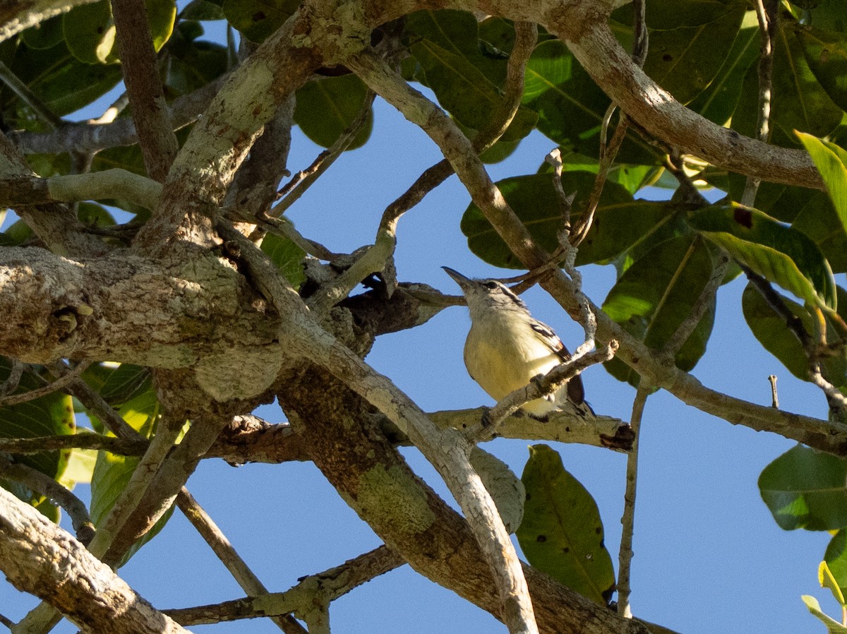 Rusty-winged Antwren - ML642803870