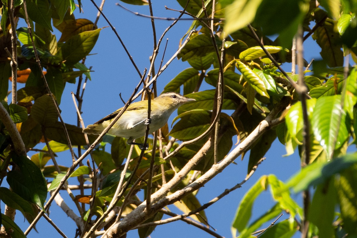 Chivi Vireo - ML642803877